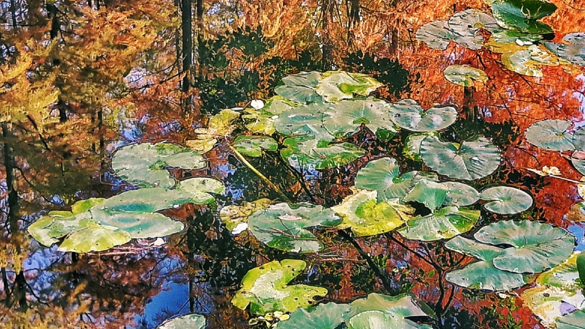 浮萍与红杉作的画发现在水的倒影中用红杉与浮萍颜色搭配突出了绿色