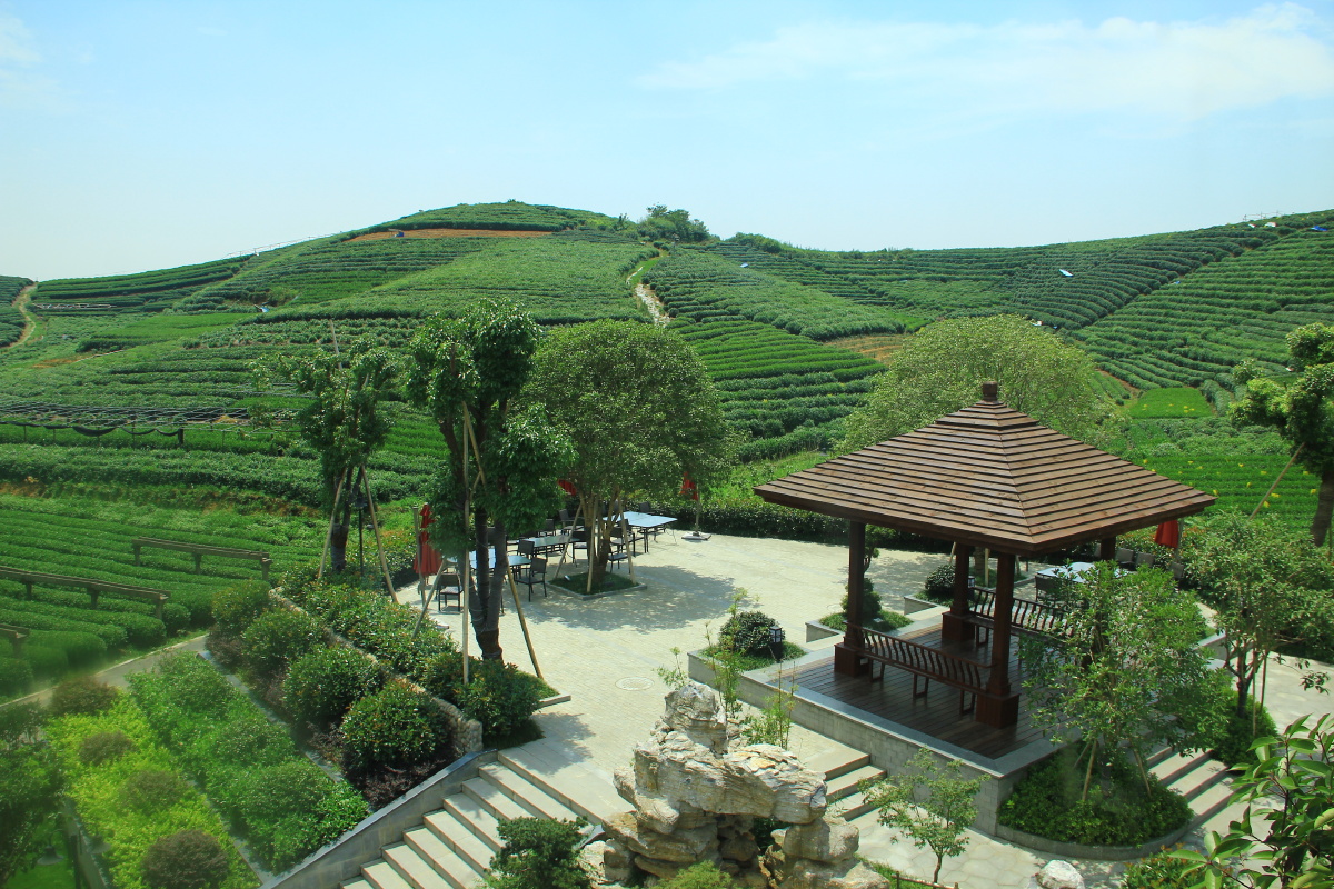 茶园景区