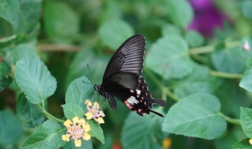 DSC00904 (2)