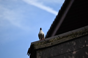 3A174357-D7F3-47C4-A5AE-025E93FE34DE/L0/001