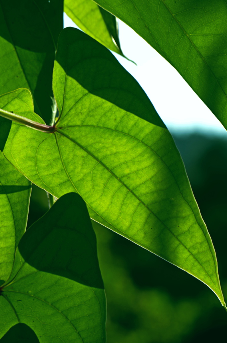 阳光照在植物形成的光影