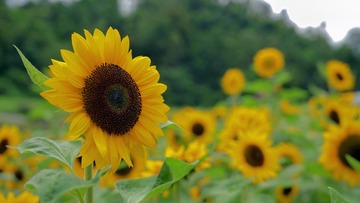 4C15D433-698B-49D1-811E-AB4B6B7E8AE5/L0/001