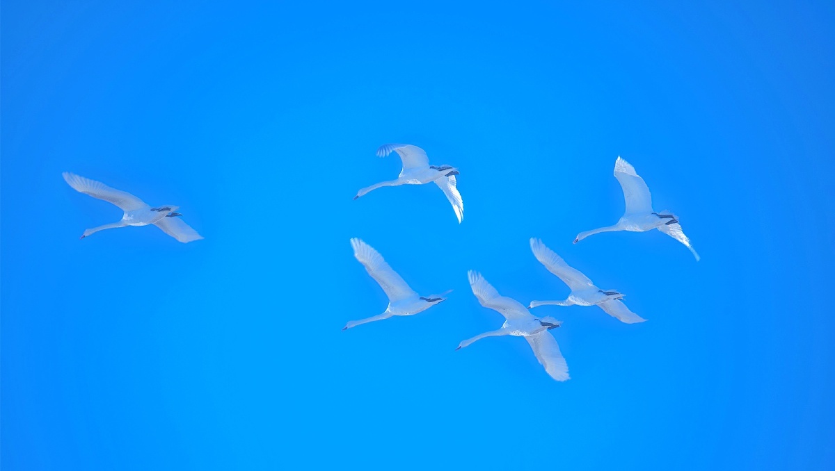 自由翱翔 - 鸿鹄224 - 图虫