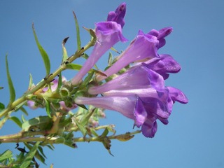 DSCF0703.JPG