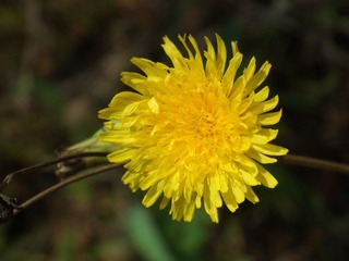 DSCF0776.JPG