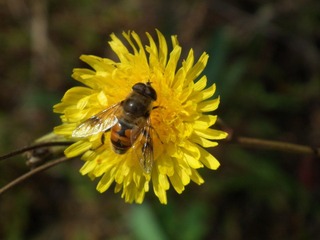 DSCF0777.JPG