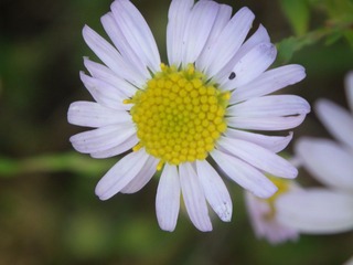 DSCF0711.JPG