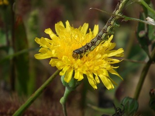 DSCF0723.JPG