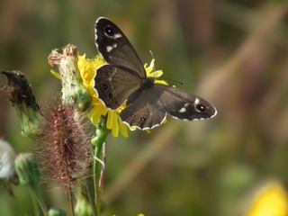 DSCF0750.JPG
