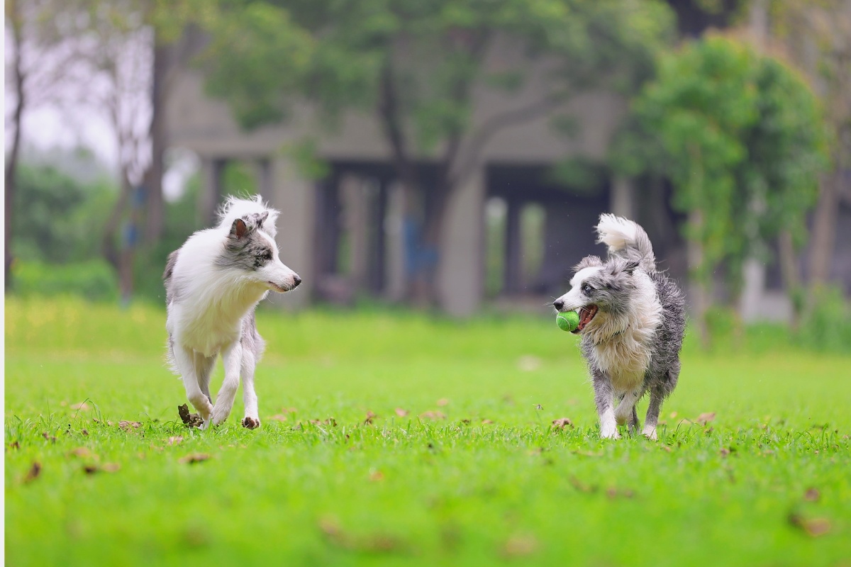 狗子最爱大草坪,两只边牧兴奋的追逐起来 - 上海宠物旅拍 - 图虫