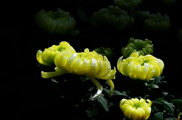 菊蕾