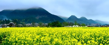 盘江油菜花