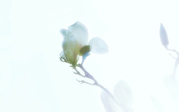 白玉兰