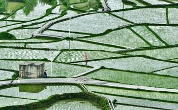 稻田“一抹嫣红”