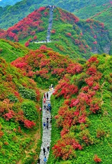 岭上开遍了映山红