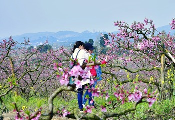桃花春色