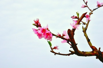 桃花依旧在“春天里”