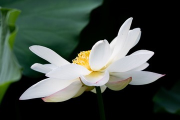 _J3A5875