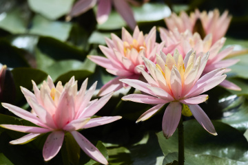 _J3A4763