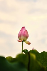 39686BB6-378A-49E9-844E-1BC577C49670/L0/001