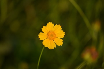 1000018115