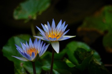 DSC06705