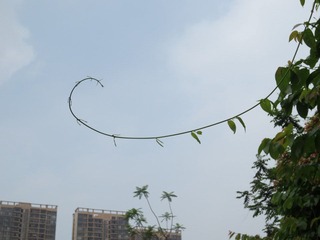 IMG_0795.jpg