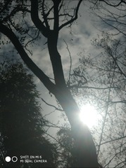 294715