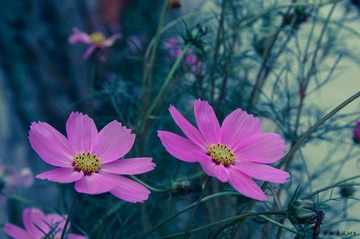 IMGP6657.jpg