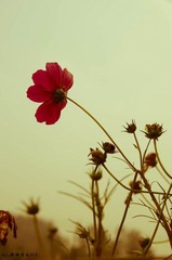 IMGP6670.jpg