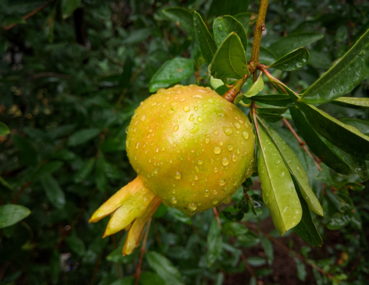 一场雨后的石榴