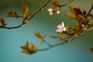 一枝花