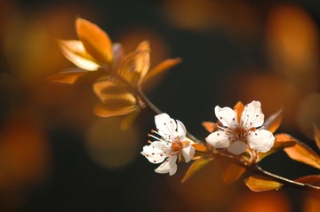 夕阳无限好