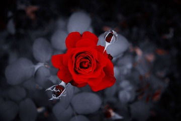 1000016241