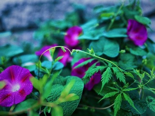 1E4B5CDC-AAF2-4B38-A793-0AB13CF249C6/L0/001