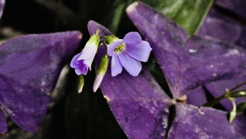 4822D021-F08E-48CB-B0C2-1D43EBB160A3/L0/001