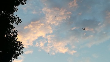 1204233