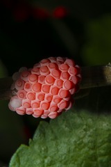 14155