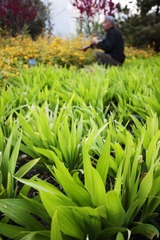 花农1