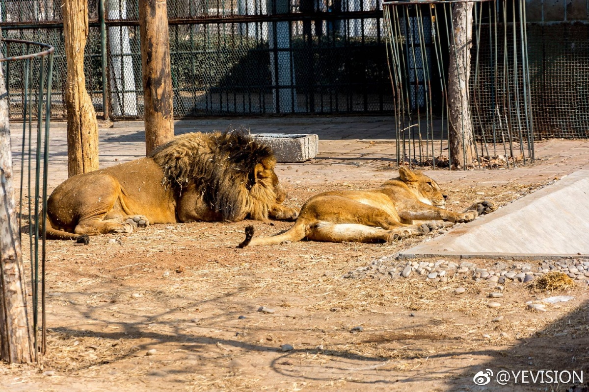 春节 淄博动物园