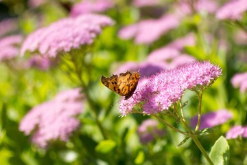 P1070007.jpg