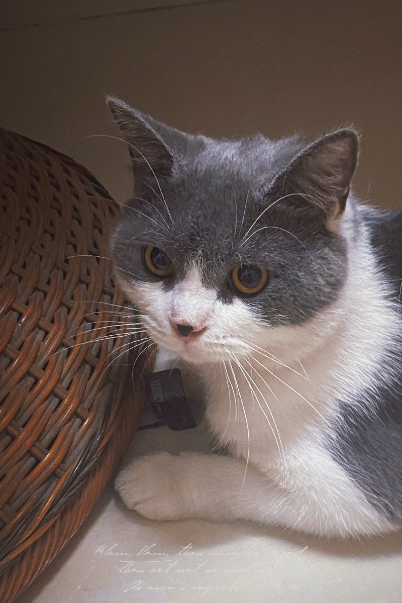 来给主子say个hi 23作品描述:捕捉猫咪可爱瞬间拍摄时间:2021/06/09