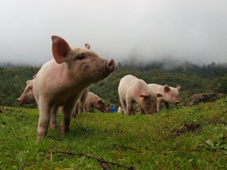 PA033768.JPG