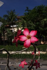 IMG_9250.JPG