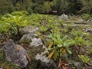 _Z046549