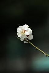 555067