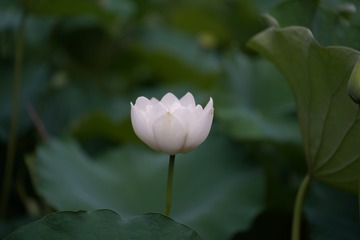578BD1ED-8125-43B0-BE3E-71D5D05B73FA/L0/001