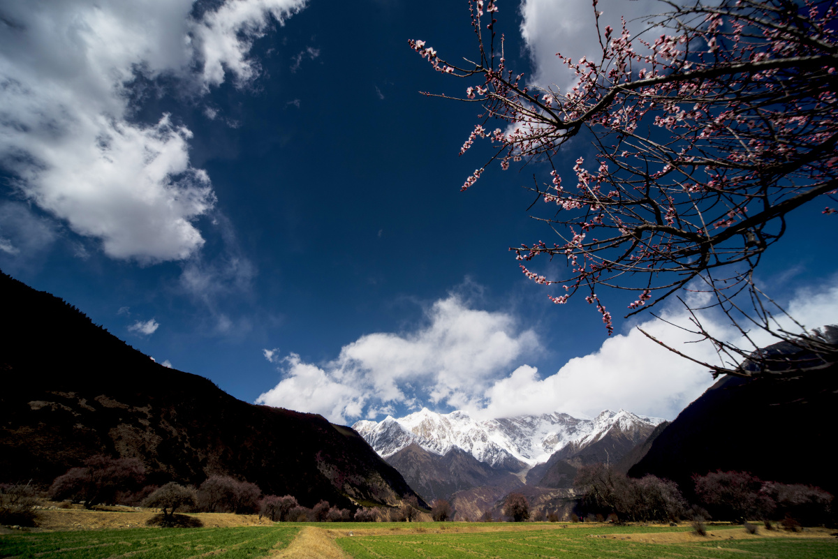 南迦巴瓦桃花开