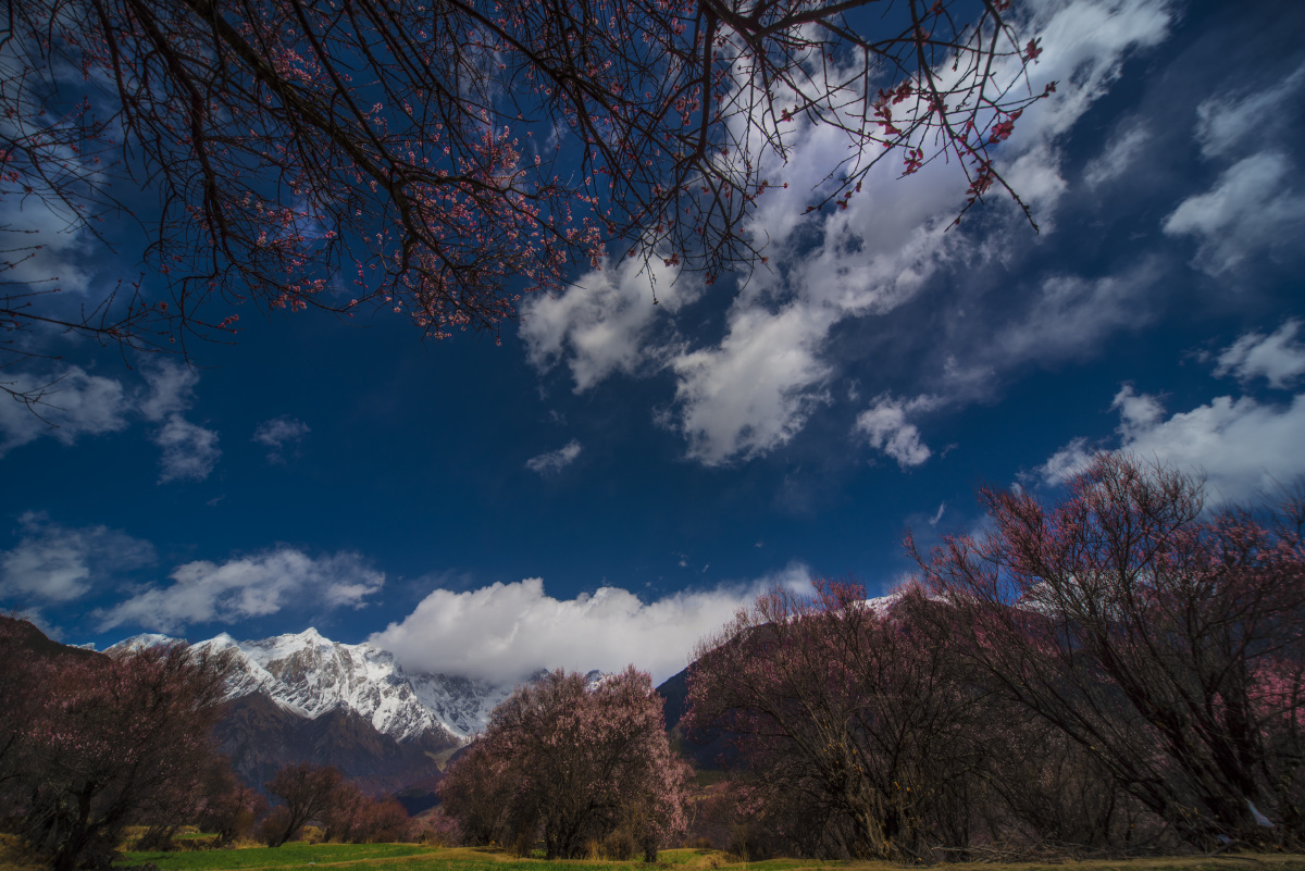 南迦巴瓦桃花开