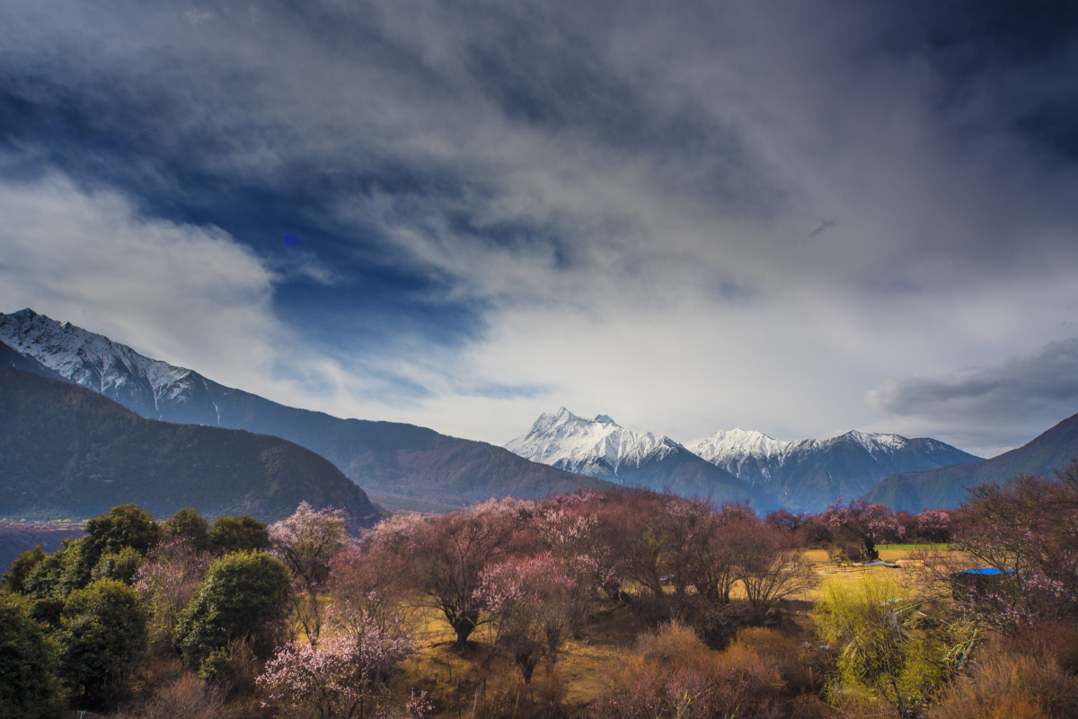 南迦巴瓦桃花开